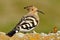 Hoopoe bird in natural habitat (upupa epops)