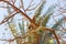 Hoopoe bird, perched on a tree branch in Egypt