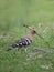 Hoopoe Bird: Stunning Beauty of Nature