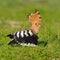 Hoopoe bird (upupa epops)