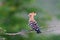 Hoopoe bird (Upupa epops)