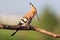 Hoopoe on a branch in spring sings a song