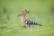 Hoopoe closeup on grass