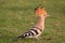 Hoopoe colorful migratory bird africa europe