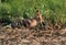 Hoopoe digging the ground