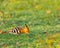 A hoopoe digging out