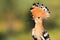 Hoopoe disclosed with bangs summer day