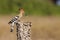 Hoopoe eating worms