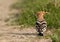 Hoopoe in a farmland