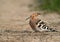 Hoopoe in the farmland of Bahrain