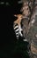 Hoopoe feeding chick at nest