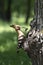 Hoopoe feeding her pair at the nest.