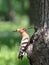 Hoopoe feeding her pair at the nest.