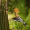 The hoopoe is feeding its chick. Still is flying and putting some insect in its beak. Typical forest environment with green