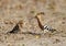 Hoopoe feeding its juvenile with earthworm