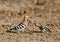 Hoopoe feeding its juvenile with earthworm