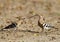 Hoopoe feeding its juvenile with earthworm