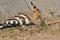 Hoopoe feeding on a lawn in Israel. An adult bird is looking for insects