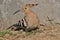 Hoopoe feeding on a lawn in Israel. An adult bird is looking for insects