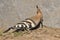 Hoopoe feeding on a lawn in Israel. An adult bird is looking for insects