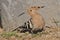 Hoopoe feeding on a lawn in Israel. An adult bird is looking for insects