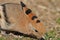 Hoopoe feeding on a lawn in Israel. An adult bird is looking for insects