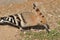 Hoopoe feeding on a lawn in Israel. An adult bird is looking for insects