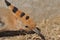 Hoopoe feeding on a lawn in Israel. An adult bird is looking for insects