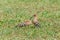 Hoopoe feeding nestling in grass