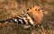 Hoopoe feeding on worm