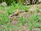 Hoopoe foraging in the grass