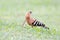 Hoopoe gets an worm from grass