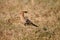 Hoopoe or Hudhud a colourful bird in Bhopal