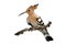 Hoopoe isolated