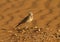 Hoopoe Lark in the desert