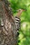 Hoopoe at nest