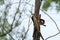 Hoopoe pecking at the wood of the tree