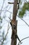 Hoopoe pecking at the wood of the tree