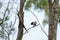 Hoopoe perched on a branch