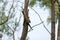 Hoopoe perched on a branch