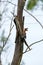 Hoopoe perched on a branch