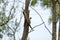 Hoopoe perched on a branch