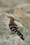 Hoopoe perched on limestone rock, Bahrain