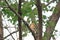 Hoopoe perched on a tree