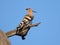 Hoopoe perched on a tree