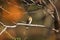 Hoopoe perched on a tree