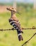 Hoopoe perched on a wire and looking back