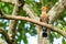 Hoopoe perching on longan branch looking into a distance