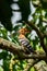 Hoopoe perching on Longan tree with an insect in her beak to feed her chick