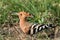 Hoopoe with prey